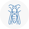 St Neots Wasp Nest Removal